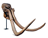 Steppe mammoth skull and tusks