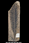Cycas (Zamites gigas) fossil