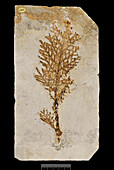 Conifer (Brachyphyllum princeps) fossil