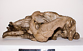 Toxodon platensis skull