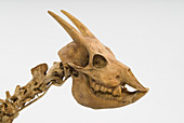 Balearic Islands cave goat skull