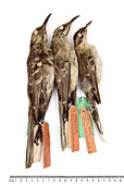 Three Galapagos Mockingbirds