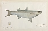 Common mullet of the Settlers,artwork