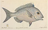 Pagrus guttulatus fish ,artwork