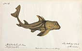 Bulldog shark,artwork