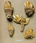 Stalked barnacles,museum display