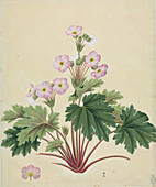 Chinese primrose (Primula sinensis)
