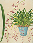 Orchid (Cymbidium aloifolium) plant