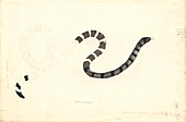 Sea snake,18th century