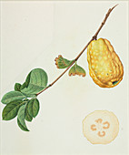 Guava fruit (Psidium sp.),artwork