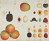 Various fruits,artwork