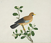 Chinese bird,artwork