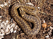 Common European adder