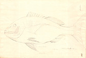 Sciaena fish,18th century