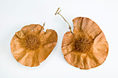 Bleedwood tree seed pods