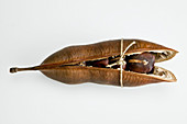 Castanospermum australe seedpod