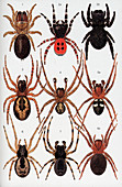 Spiders of Britain and Northern Europe