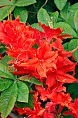 Rhododendron 'Hotspur red'