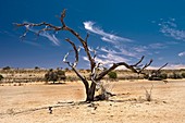 Dead camelthorn tree (Acacia erioloba)