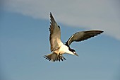 Sooty tern in flight