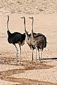 Southern ostriches