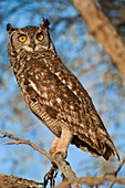 Spotted eagle owl