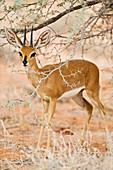 Steenbok under a tree