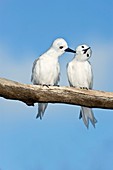 White terns in a tree