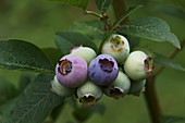 Blueberry (Vaccinium sp.)