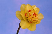 Daffodil (Narcissus 'Tahiti')