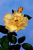 Rose (Rosa 'Casanova')