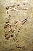 Pterosaur fossil