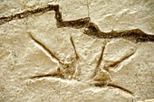 Dinosaur footprint fossils