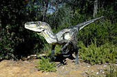 Dromaeosaurus dinosaur
