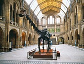 Natural History Museum's Diplodocus