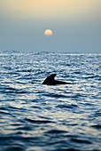 Short-finned pilot whale at the surface