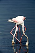 Greater flamingoes feeding