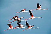 Greater flamingoes
