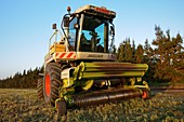 Wheat harvest for silage