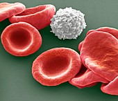 Blood cells