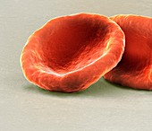 Red blood cells,SEM