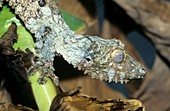 Henkel's leaf-tailed gecko