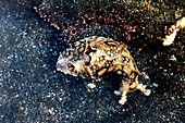 Spotted sea hare