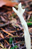 White club fungus (Clavulina rugosa)