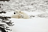 Polar bear mother and cub