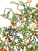 Photosystem I antenna complex