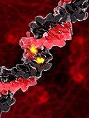 DNA and BDNF gene,molecular model