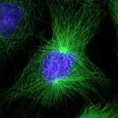 Cell division,fluorescent micrograph