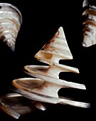 Calliostoma shells