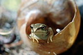Frog in a snail shell